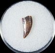Bargain Raptor Tooth From Morocco - #14416-2